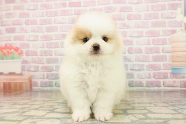 神奈川県のポメラニアン (Coo&RIKU横浜旭店/2025年9月19日生まれ/男の子/パーティーカラー)の子犬の1枚目の画像