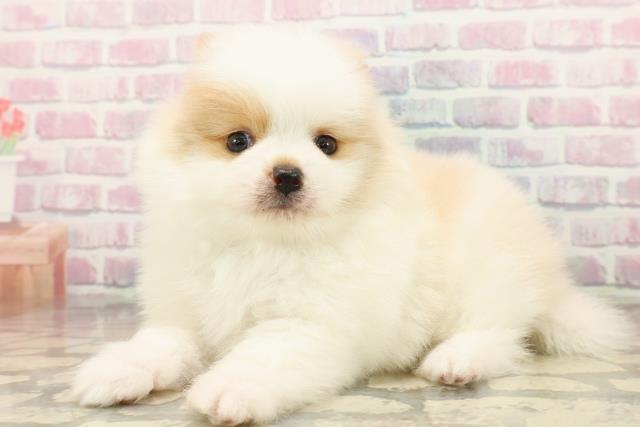 神奈川県のポメラニアン (Coo&RIKU横浜旭店/2025年9月19日生まれ/男の子/パーティーカラー)の子犬の2枚目の画像