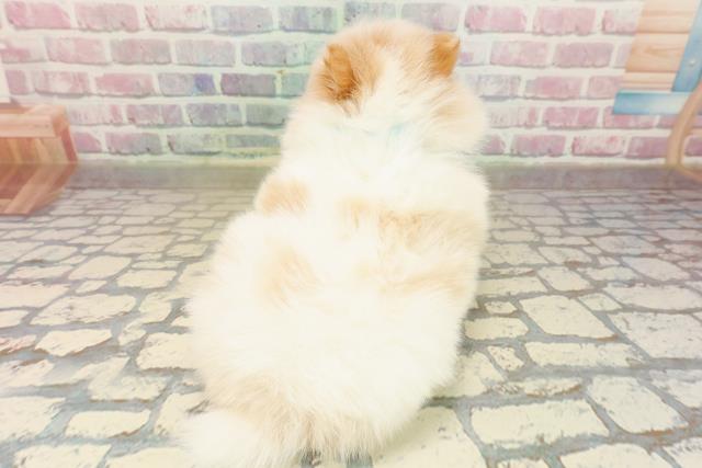 神奈川県のポメラニアン (Coo&RIKU横浜旭店/2025年9月19日生まれ/男の子/パーティーカラー)の子犬の4枚目の画像