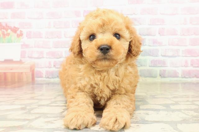 愛知県のトイプードル(トイ) (Coo&RIKU名古屋中川店/2025年9月18日生まれ/男の子/アプリコット)の子犬の1枚目の画像