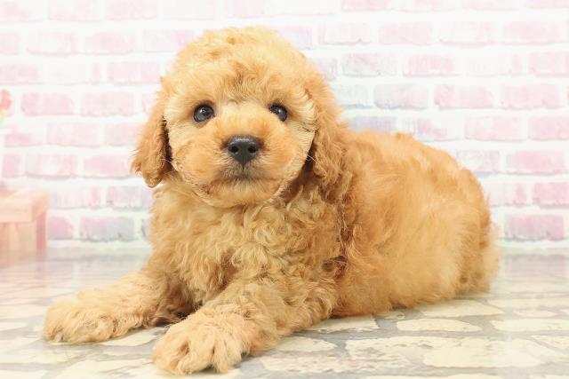 愛知県のトイプードル(トイ) (Coo&RIKU名古屋中川店/2025年9月18日生まれ/男の子/アプリコット)の子犬の2枚目の画像