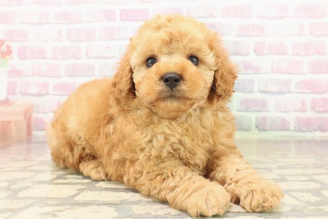 愛知県のトイプードル(トイ) (Coo&RIKU名古屋中川店/2025年9月18日生まれ/男の子/アプリコット)の子犬の3枚目の画像