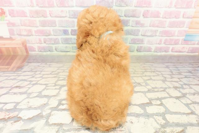 愛知県のトイプードル(トイ) (Coo&RIKU名古屋中川店/2025年9月18日生まれ/男の子/アプリコット)の子犬の4枚目の画像