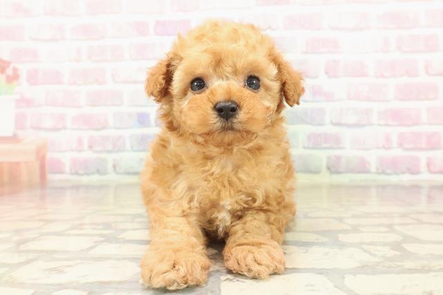 北海道のトイプードル(トイ) (Coo&RIKU函館店/2025年9月18日生まれ/女の子/アプリコット)の子犬の1枚目の画像