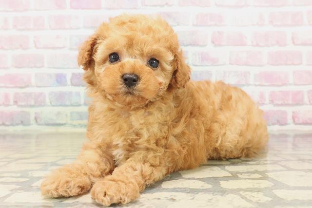 北海道のトイプードル(トイ) (Coo&RIKU函館店/2025年9月18日生まれ/女の子/アプリコット)の子犬の2枚目の画像