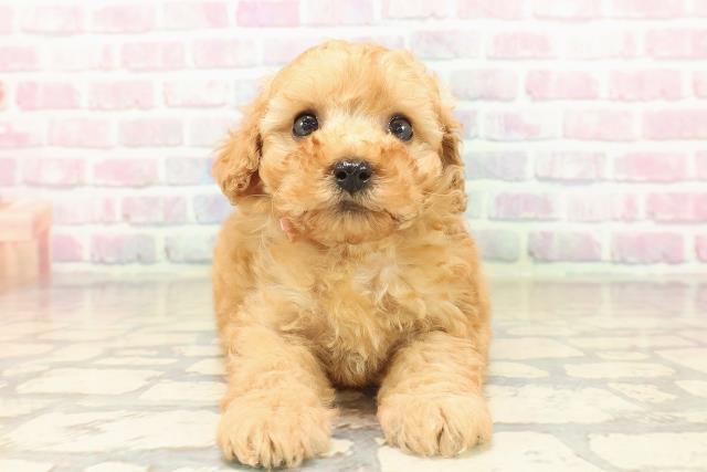 トイ・プードル