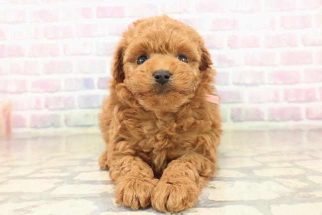 トイ・プードル