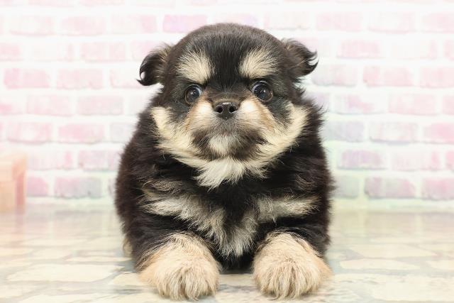 東京都のポメチワ/チワポメ/ポメチー(ポメラニアン×チワワ) (Coo&RIKU大久保店/2025年9月18日生まれ/女の子/ブラックタン)の子犬