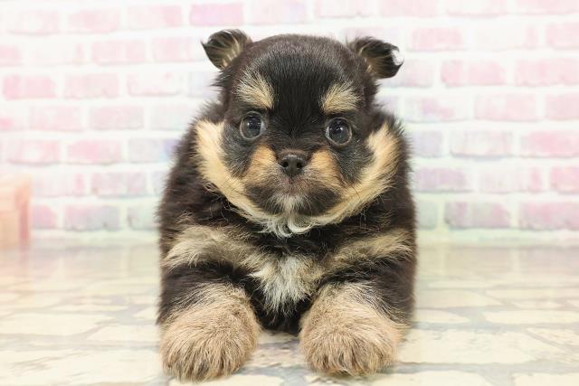 東京都のポメチワ/チワポメ/ポメチー(ポメラニアン×チワワ) (Coo&RIKU浅草店/2025年9月18日生まれ/女の子/ブラックタン)の子犬