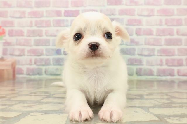 チワワ(ロングコート)