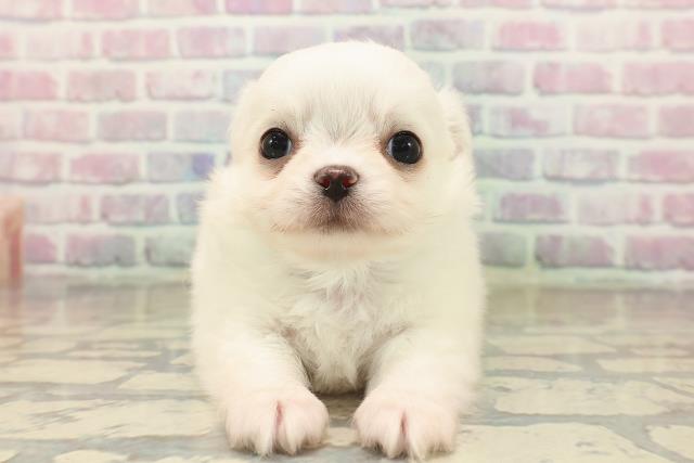 東京都のチワワ(ロング) (Coo&RIKU自由が丘店/2025年9月19日生まれ/男の子/クリーム)の子犬の1枚目の画像