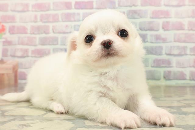 東京都のチワワ(ロング) (Coo&RIKU自由が丘店/2025年9月19日生まれ/男の子/クリーム)の子犬の3枚目の画像