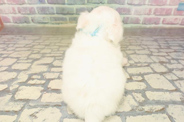 東京都のチワワ(ロング) (Coo&RIKU自由が丘店/2025年9月19日生まれ/男の子/クリーム)の子犬の4枚目の画像