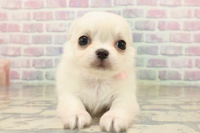 北海道のチワワ(ロング) (Coo&RIKU函館店/2025年9月19日生まれ/女の子/クリーム)の子犬の1枚目の画像