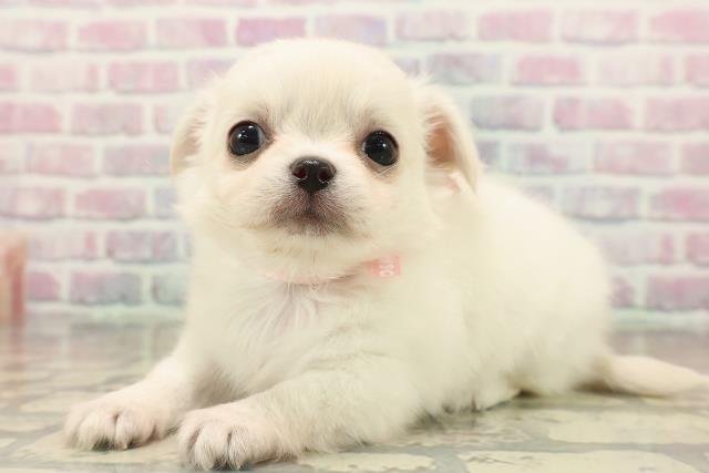 北海道のチワワ(ロング) (Coo&RIKU函館店/2025年9月19日生まれ/女の子/クリーム)の子犬の2枚目の画像