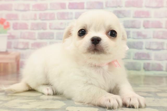 北海道のチワワ(ロング) (Coo&RIKU函館店/2025年9月19日生まれ/女の子/クリーム)の子犬の3枚目の画像