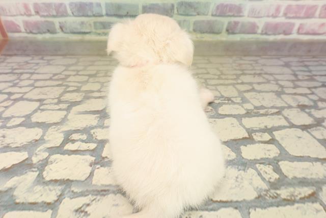 北海道のチワワ(ロング) (Coo&RIKU函館店/2025年9月19日生まれ/女の子/クリーム)の子犬の4枚目の画像