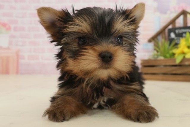 ヨークシャーテリア