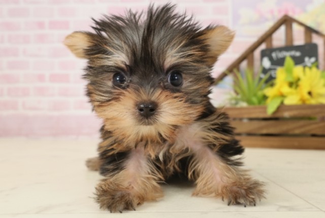 ヨークシャーテリア