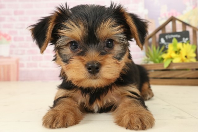 宮崎県のヨークシャーテリア (Coo&RIKU宮崎店/2025年9月17日生まれ/女の子/スチールブルータン)の子犬