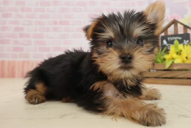 宮崎県のヨークシャーテリア (Coo&RIKU宮崎店/2025年9月17日生まれ/女の子/スチールブルータン)の子犬の2枚目の画像