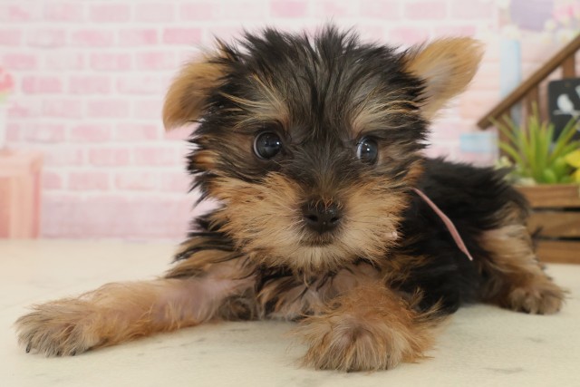 宮崎県のヨークシャーテリア (Coo&RIKU宮崎店/2025年9月17日生まれ/女の子/スチールブルータン)の子犬の3枚目の画像
