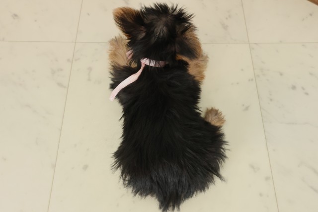 宮崎県のヨークシャーテリア (Coo&RIKU宮崎店/2025年9月17日生まれ/女の子/スチールブルータン)の子犬の4枚目の画像