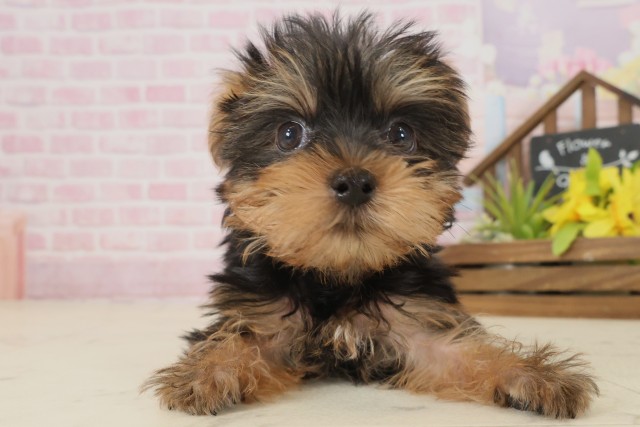 ヨークシャーテリア