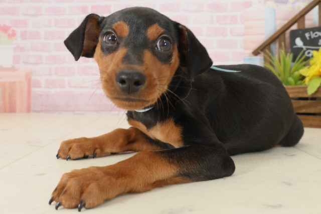 高知県のミニチュアピンシャー (Coo&RIKU高知御座店/2025年9月17日生まれ/男の子/ブラックタン)の子犬の3枚目の画像