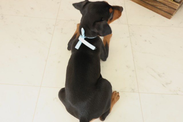 高知県のミニチュアピンシャー (Coo&RIKU高知御座店/2025年9月17日生まれ/男の子/ブラックタン)の子犬の4枚目の画像