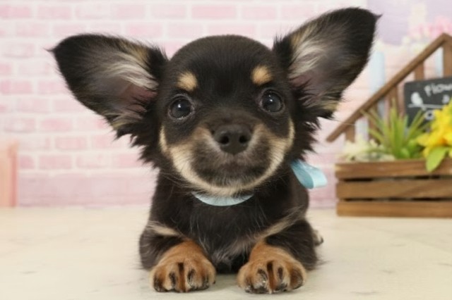 鳥取県のチワックス(チワワ×ダックス) (Coo&RIKUラ・ムー鳥取東店/2025年9月20日生まれ/男の子/ブラックタン)の子犬の1枚目の画像
