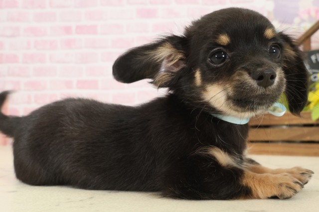 鳥取県のチワックス(チワワ×ダックス) (Coo&RIKUラ・ムー鳥取東店/2025年9月20日生まれ/男の子/ブラックタン)の子犬の2枚目の画像