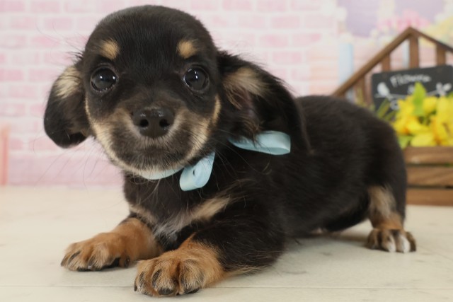 鳥取県のチワックス(チワワ×ダックス) (Coo&RIKUラ・ムー鳥取東店/2025年9月20日生まれ/男の子/ブラックタン)の子犬の3枚目の画像
