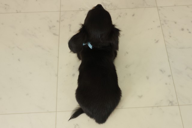 鳥取県のチワックス(チワワ×ダックス) (Coo&RIKUラ・ムー鳥取東店/2025年9月20日生まれ/男の子/ブラックタン)の子犬の4枚目の画像