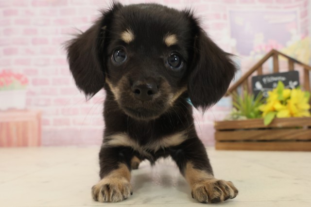 山口県のチワックス(チワワ×ダックス) (Coo&RIKUサンパークあじす店/2025年9月20日生まれ/男の子/ブラックタン)の子犬の1枚目の画像