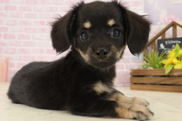 山口県のチワックス(チワワ×ダックス) (Coo&RIKUサンパークあじす店/2025年9月20日生まれ/男の子/ブラックタン)の子犬の2枚目の画像