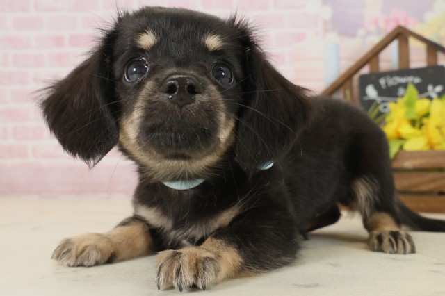 山口県のチワックス(チワワ×ダックス) (Coo&RIKUサンパークあじす店/2025年9月20日生まれ/男の子/ブラックタン)の子犬の3枚目の画像