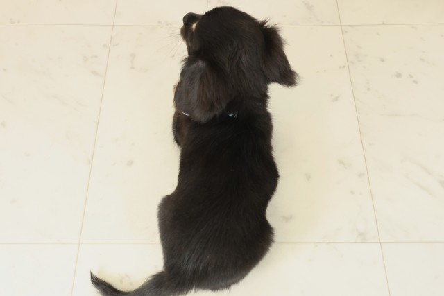 山口県のチワックス(チワワ×ダックス) (Coo&RIKUサンパークあじす店/2025年9月20日生まれ/男の子/ブラックタン)の子犬の4枚目の画像