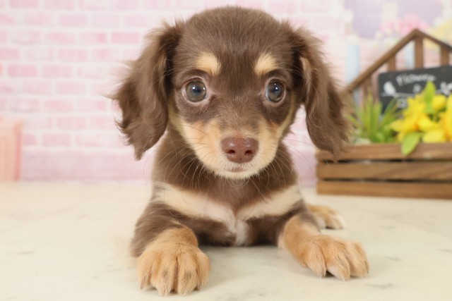 愛媛県のチワックス(チワワ×ダックス) (Coo&RIKU愛媛松山店/2025年9月20日生まれ/女の子/チョコレートタン)の子犬
