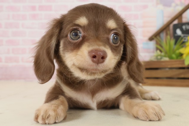 福岡県のチワックス(チワワ×ダックス) (Coo&RIKUゆめタウン飯塚店/2025年9月20日生まれ/女の子/チョコレートタン)の子犬