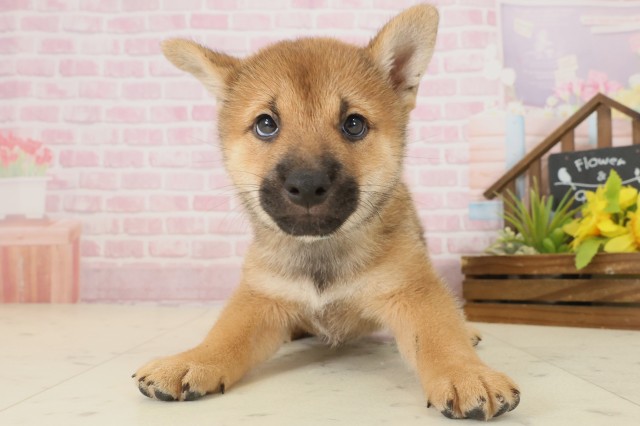 山口県の柴犬(標準サイズ) (Coo&RIKUサンパークあじす店/2025年9月20日生まれ/男の子/赤)の子犬の1枚目の画像