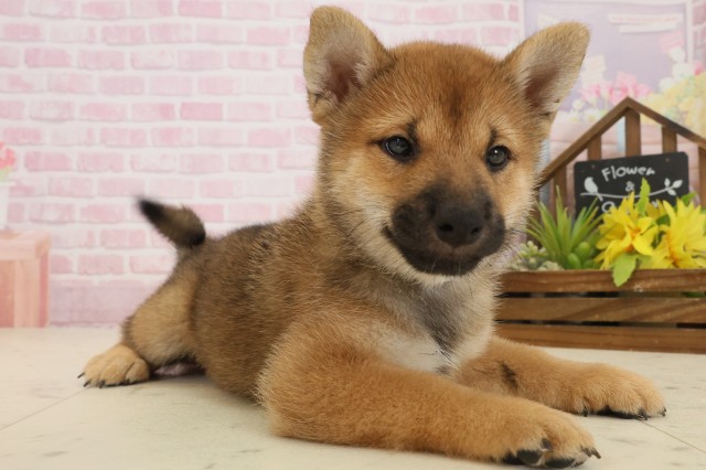 山口県の柴犬(標準サイズ) (Coo&RIKUサンパークあじす店/2025年9月20日生まれ/男の子/赤)の子犬の2枚目の画像