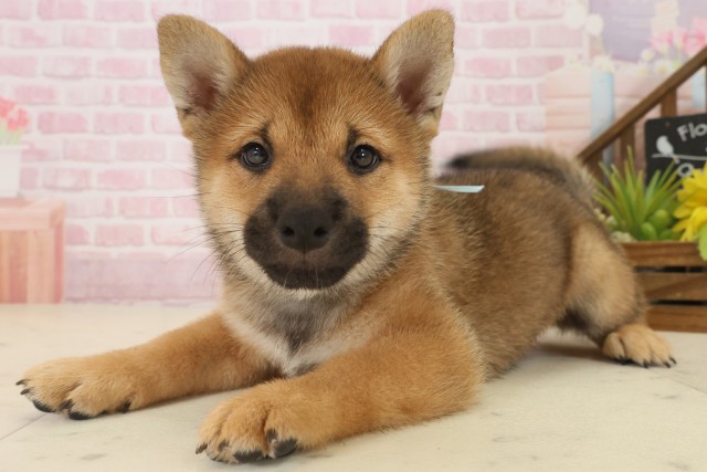 山口県の柴犬(標準サイズ) (Coo&RIKUサンパークあじす店/2025年9月20日生まれ/男の子/赤)の子犬の3枚目の画像