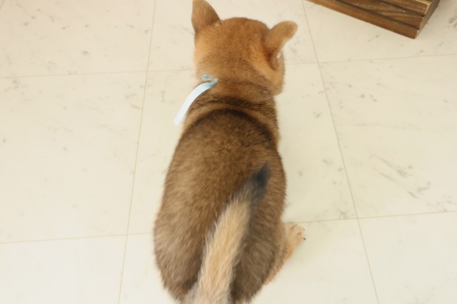 山口県の柴犬(標準サイズ) (Coo&RIKUサンパークあじす店/2025年9月20日生まれ/男の子/赤)の子犬の4枚目の画像