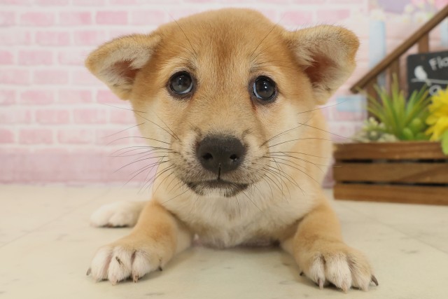 広島県の柴犬(標準サイズ) (Coo&RIKU広島北店/2025年9月20日生まれ/女の子/赤)の子犬の1枚目の画像