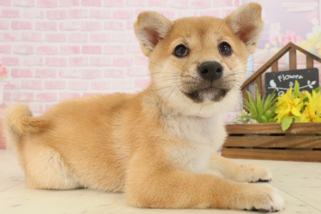 広島県の柴犬(標準サイズ) (Coo&RIKU広島北店/2025年9月20日生まれ/女の子/赤)の子犬の2枚目の画像