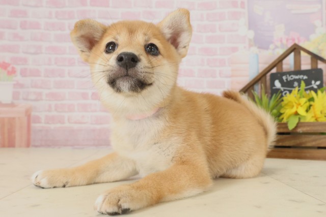 広島県の柴犬(標準サイズ) (Coo&RIKU広島北店/2025年9月20日生まれ/女の子/赤)の子犬の3枚目の画像