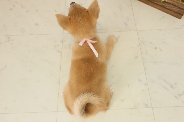 広島県の柴犬(標準サイズ) (Coo&RIKU広島北店/2025年9月20日生まれ/女の子/赤)の子犬の4枚目の画像