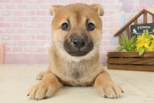 鳥取県の柴犬(標準サイズ) (Coo&RIKUラ・ムー鳥取東店/2025年9月20日生まれ/女の子/赤)の子犬の1枚目の画像