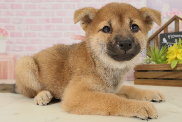 鳥取県の柴犬(標準サイズ) (Coo&RIKUラ・ムー鳥取東店/2025年9月20日生まれ/女の子/赤)の子犬の2枚目の画像